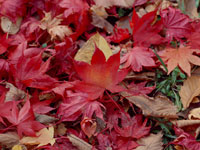 秋の紅葉